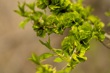 A branch with blossoming flowers