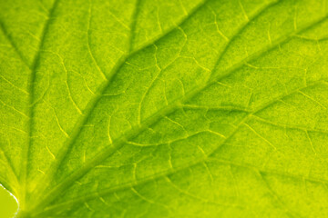 Close up of green leaf of plant as background.