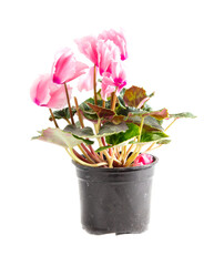 Pink flower isolated on a white background.