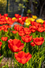 Obraz premium blooming red tulips in the garden