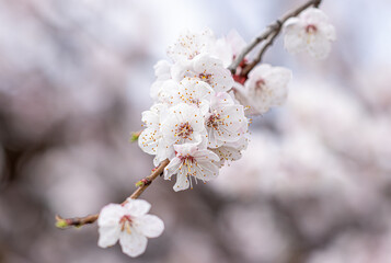 White flowers on an apricot tree in spring.