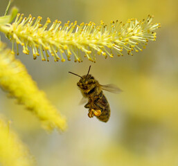 A bee in flight on a yellow willow flower. © schankz