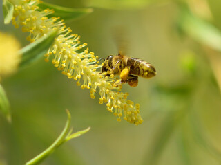 A bee in flight on a yellow willow flower.