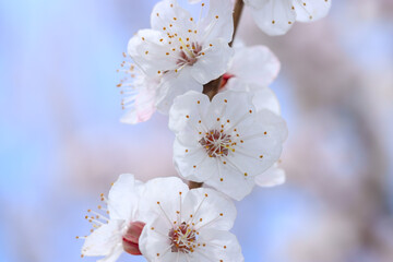 White flowers on an apricot tree in spring.