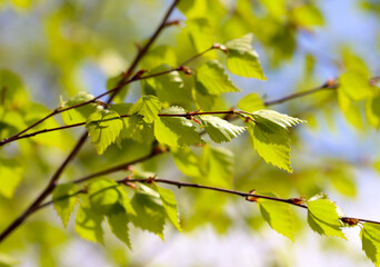 Young leaves on birch branches
