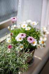 窓辺に咲くローダンセマムとマーガレットの鉢植え
