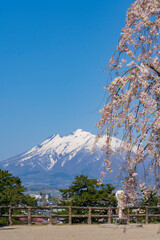 【青森県】弘前公園の桜と岩木山
