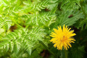 Kwiat mleczu © Mariusz Stoszewski