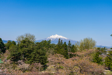 Obraz premium 【青森県】弘前公園の桜と岩木山