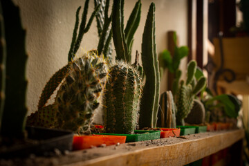 Cactus Garden