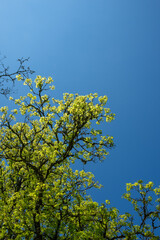 Green trees with yellow leaves in the forest