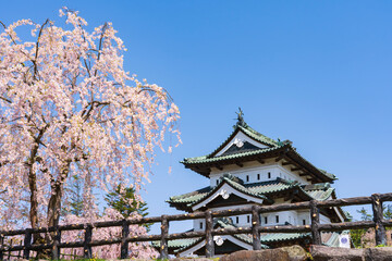【青森県】弘前城天守と桜