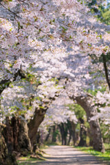 【青森県】弘前公園 桜のトンネル