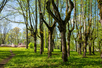 Green trees with yellow leaves in the forest
