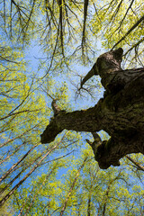 Green trees with yellow leaves in the forest