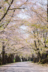 【青森県】弘前公園 桜のトンネル
