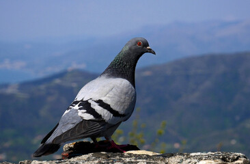 A pigeon enjoying the view of the mountains