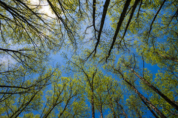 Green trees with yellow leaves in the forest