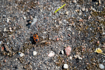 Red bug on the rocky ground