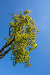 Green trees with yellow leaves in the forest