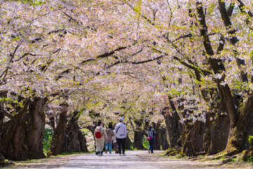 【青森県】弘前公園 桜のトンネル