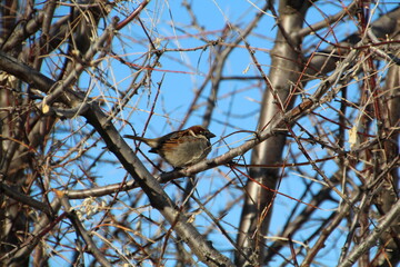 Little Sparrow, Edmonton, Alberta