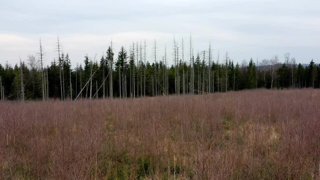 Aerial bark wood beetle drone pest Ips typographus dead spruce tree, planting of fast-growing white birch trees Betula pendula silver birch, warty birch, European white birch flying fly flight show