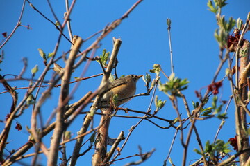 Robin High Up, Edmonton, Alberta