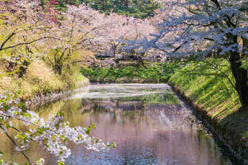 Fototapeta na wymiar 【青森県】弘前公園の桜