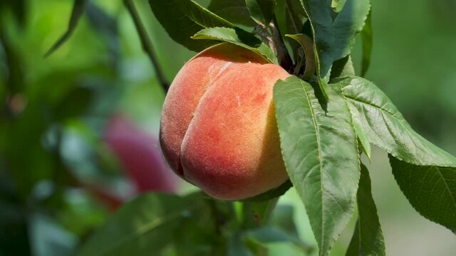 ripe peach in peach orchard, sweet juicy fruit.
