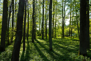 Obraz premium Green trees with yellow leaves in the forest