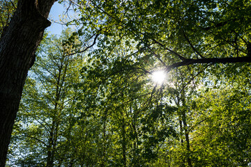 Green trees with yellow leaves in the forest