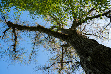 Green trees with yellow leaves in the forest