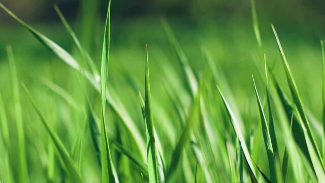 Close up of amazing green grass in the meadow in sunlight in the wind in spring season. Beautiful summer nature background. 4k