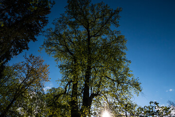 Green trees with yellow leaves in the forest