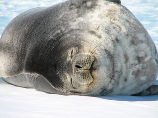 海氷上で寝るウェッデルアザラシの顔  © Nari Pen