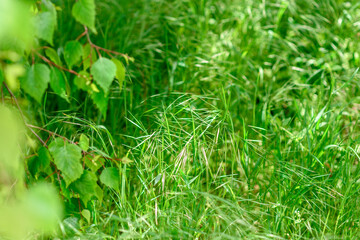 Beautiful green plants in the garden on a warm summer day