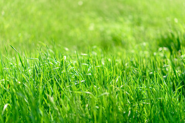 Beautiful green plants in the garden on a warm summer day