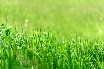 Beautiful green plants in the garden on a warm summer day