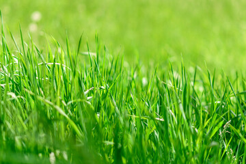 Beautiful green plants in the garden on a warm summer day