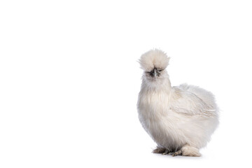 Cute fluffy white bantam Silkie chicken, standing side ways. Looking towards camera. Isolated on white background.