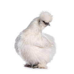 Cute fluffy white bantam Silkie chicken, standing side ways. Looking away camera. Isolated on white...