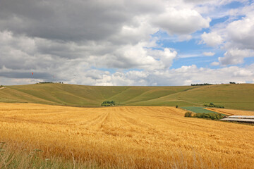 Fototapeta na wymiar wheat field by Milk Hill in Wiltshire