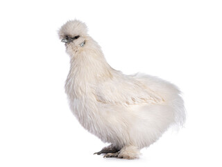 Cute fluffy white bantam Silkie chicken, standing side ways. Looking straight ahead. Isolated on white background.