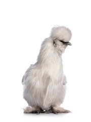 Cute fluffy white bantam Silkie chicken, standing facing front. Looking to the side. Isolated on white background.