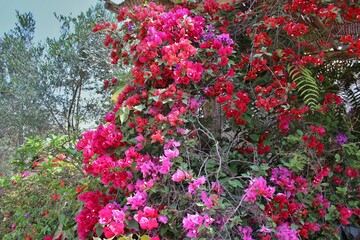 Obraz premium Giardino fiorito