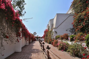 Mura ricoperta da rose