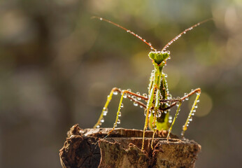 Mantis with water drops lit by the sun
