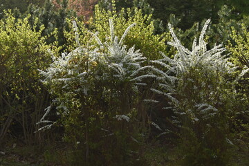 The beautiful soft white flowers along with the park garden under the evening sun in Sapporo Japan