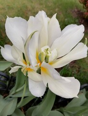 Obraz na płótnie Canvas white lily flower. white tulip with a green-yellow back, variety 'Madonna'